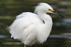 snowy-egret-fluff